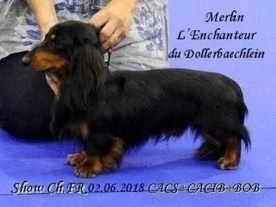 Étalon Teckel poil long - CH. Merlin l'enchanteur du Dollerbaechlein