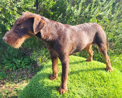 Étalon Terrier de chasse allemand - Ulysse Des Combes Du Ventoux