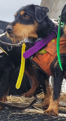 Étalon Terrier de chasse allemand - der jagd tier Ondine