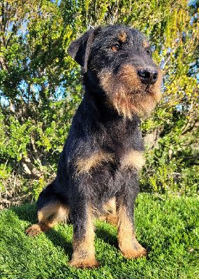 Étalon Terrier de chasse allemand - der jagd tier Orion