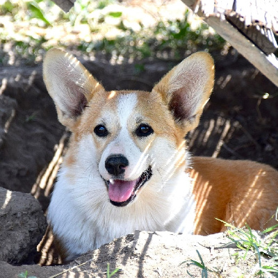 Étalon Welsh Corgi Pembroke - Ultima du mas de la fermine