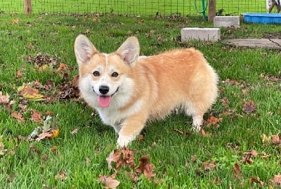 Étalon Welsh Corgi Pembroke - Tina turner De Jaykay Land