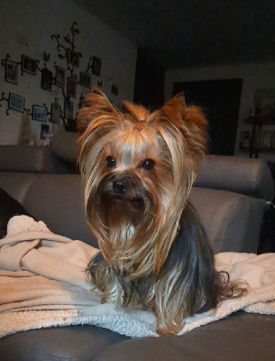 Étalon Yorkshire Terrier - Olympe de La Vallee Des Roses Rouges