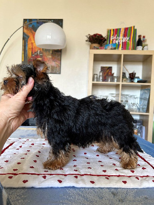 Étalon Yorkshire Terrier - Union d'amour d'yvena des lys