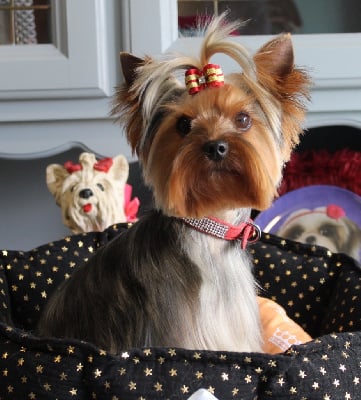 Étalon Yorkshire Terrier - Sonie du jardin de ianie