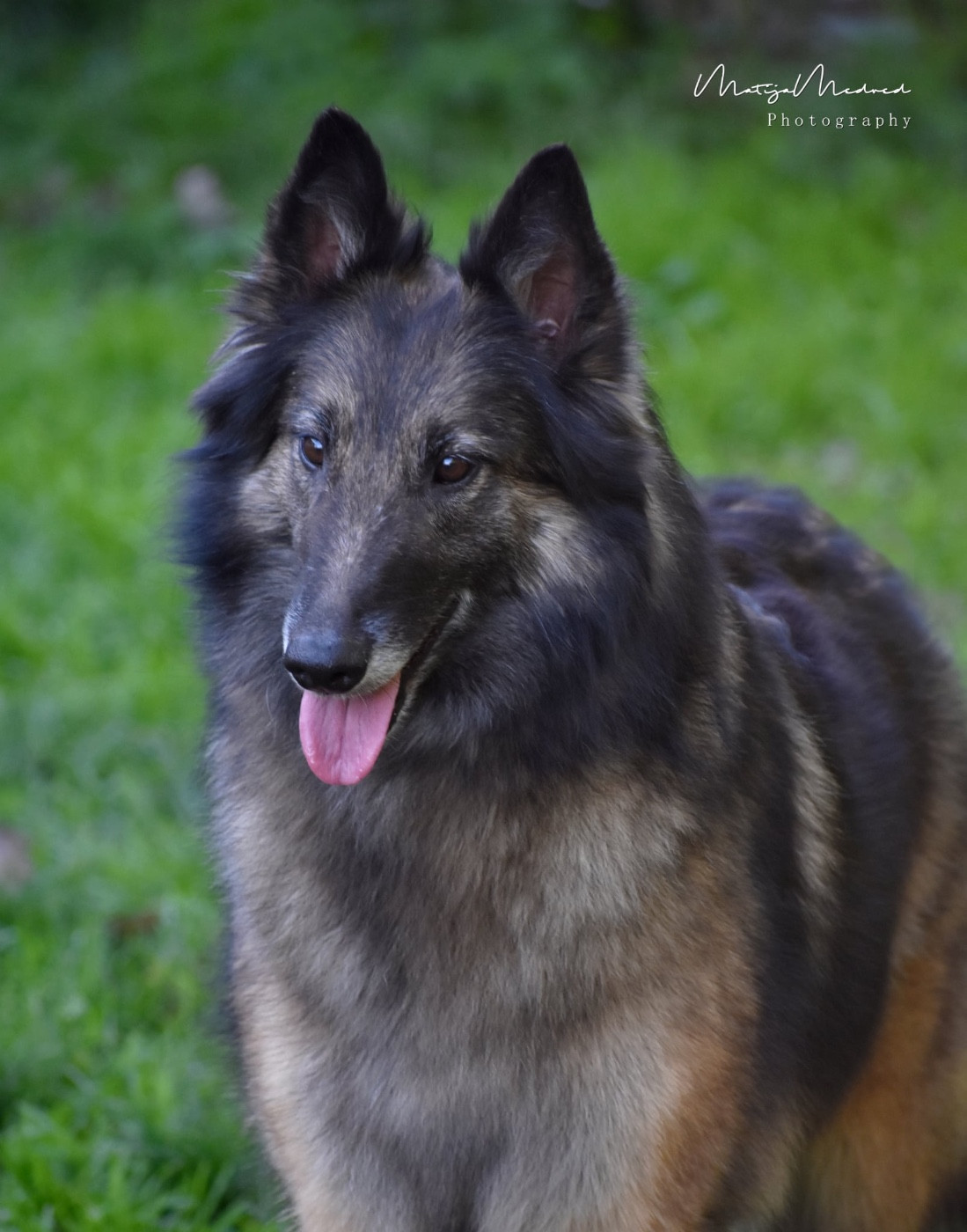 Publication : Astra Meum Auteur : Matija Medved