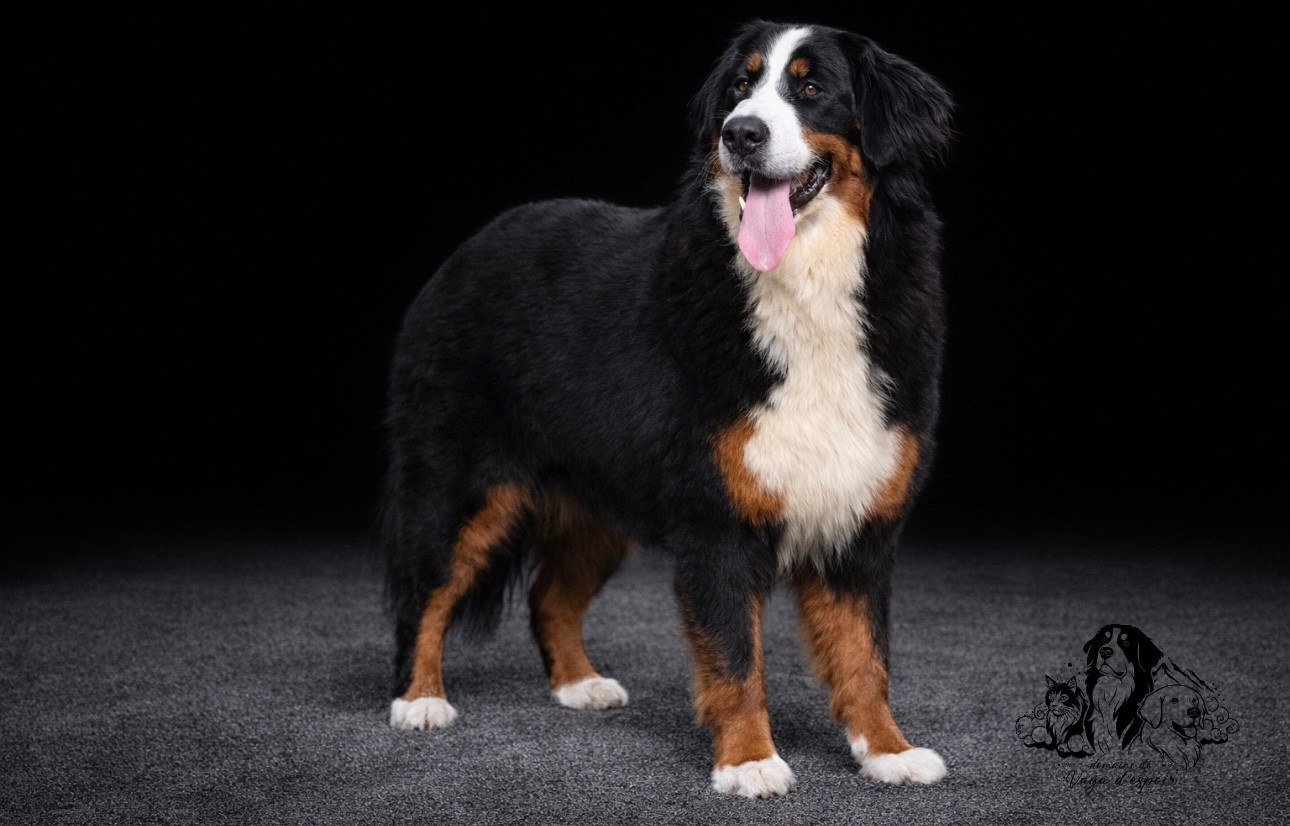 Publication : du Domaine de Vaya d'Espoir 