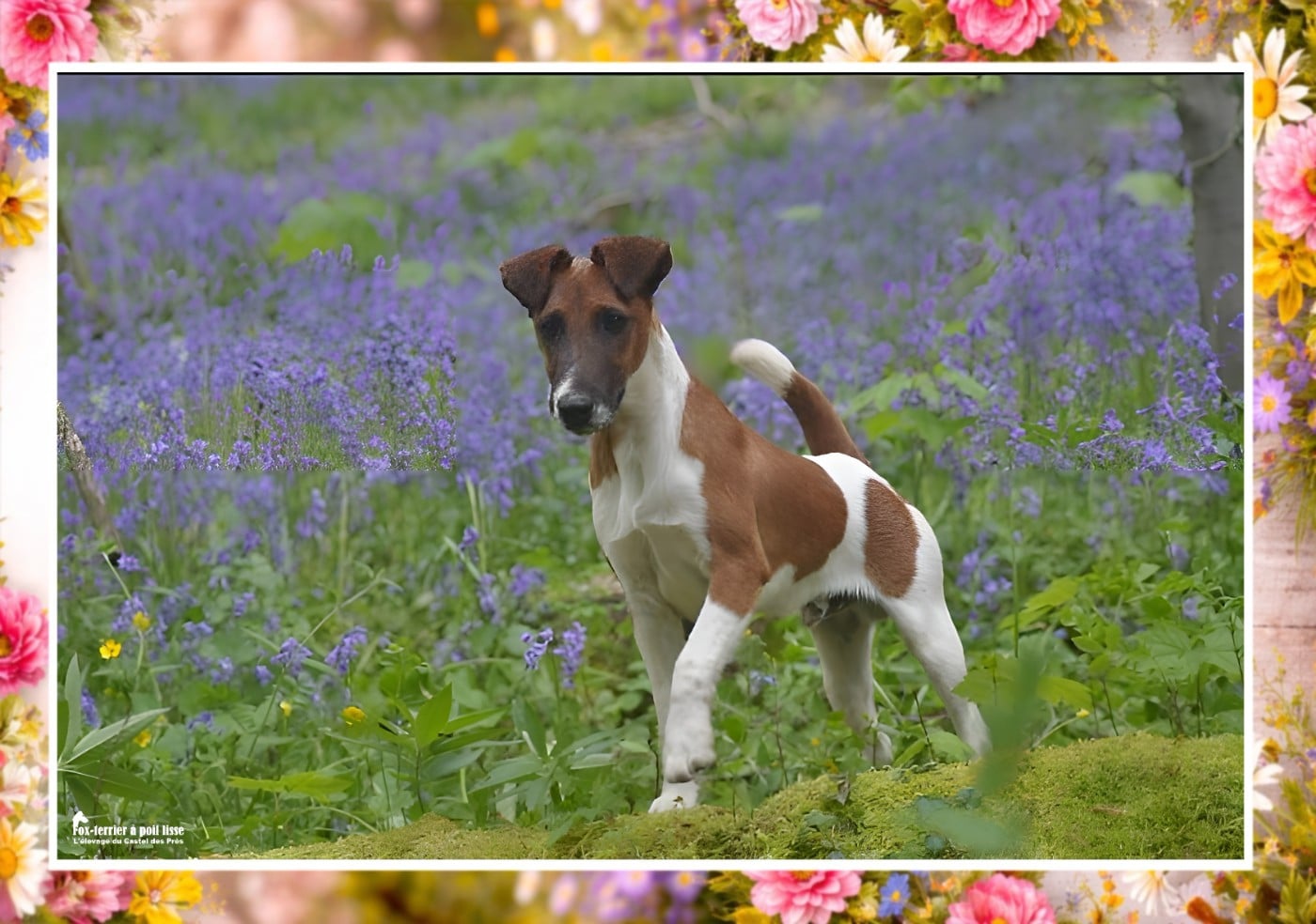 T'chiot biloute Du castel des pres