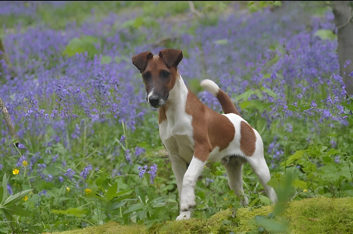 T'chiot biloute du Castel des Prés - Fox Terrier à poil lisse Du castel des pres