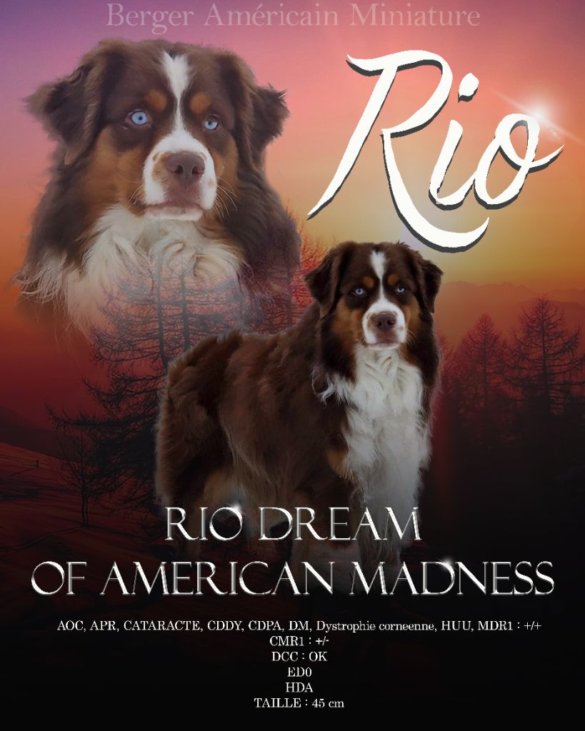 Rio dream of american madness