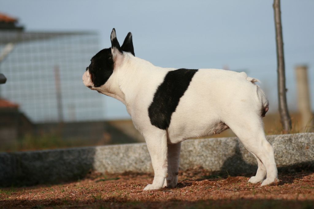 Publication : des Terres du Forez Auteur : Coralie