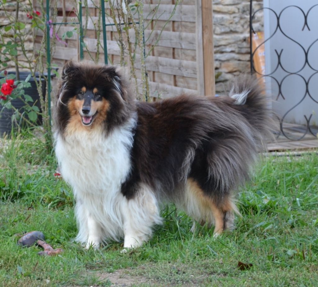 Sheyenne Of Lovely Collies