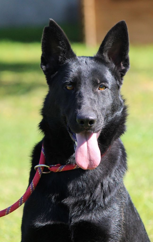 Publication : des Crocs de Heurtevent