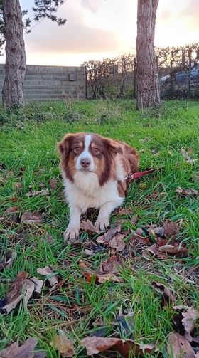 Publication : de la Vallée de Saint Samson 