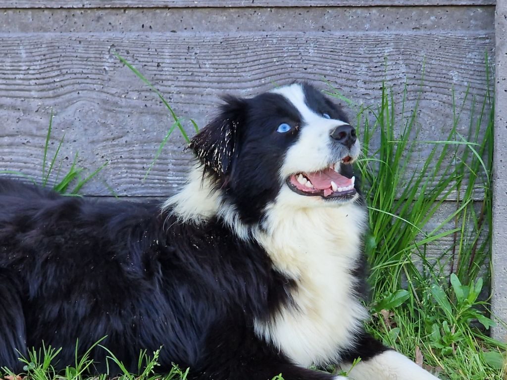 Publication : Du Domaine De La Canurie Auteur : BRENIN JENNIFER