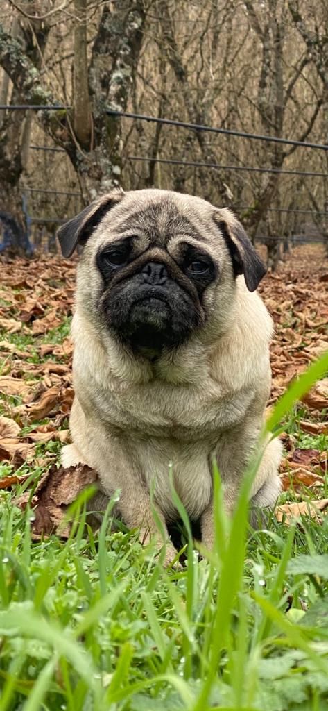 Publication : Du Clos De Compostelle