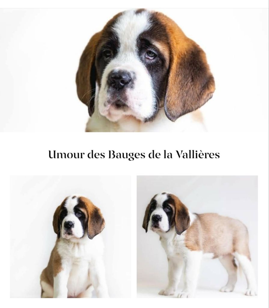 Publication : Des Bauges De La Vallière 