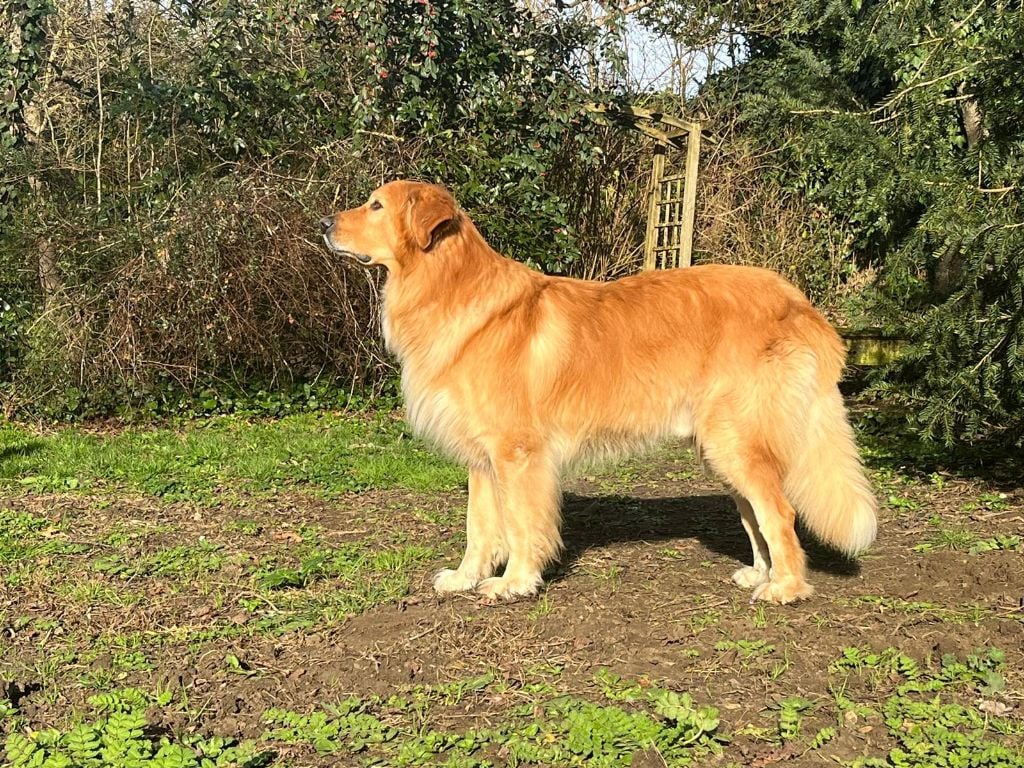 Ooper Des bois de piron