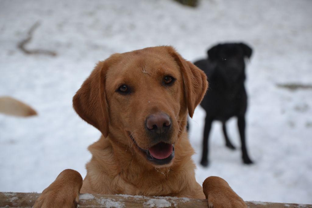 Publication : Ki Kalonek 