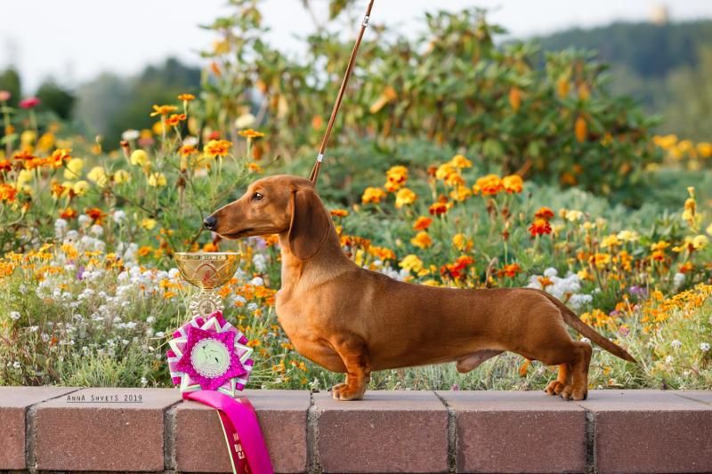 CH. line of life General