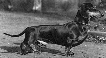 CH. Uranus von barnousch