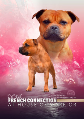 Étalon Staffordshire Bull Terrier - brittstaff French connection