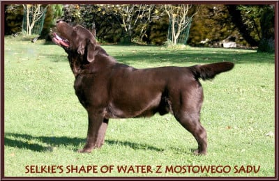 Étalon Labrador Retriever - Selkie's shape of water z mostowego sadu