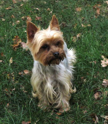 Étalon Yorkshire Terrier - Rebelle Des Vents D'Océan