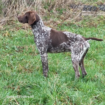Étalon Braque allemand à poil court - Poker Du Rio Parana