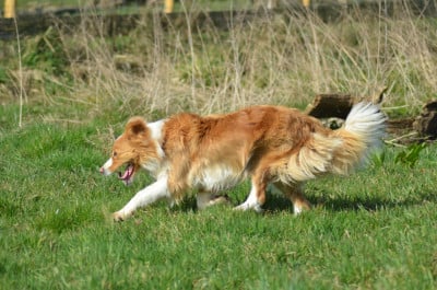 Étalon Border Collie - U never can tell de la lumière de nerthus De La Lumière De Nerthus