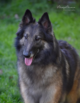 Étalon Berger Belge - Ottawa Astra Meum