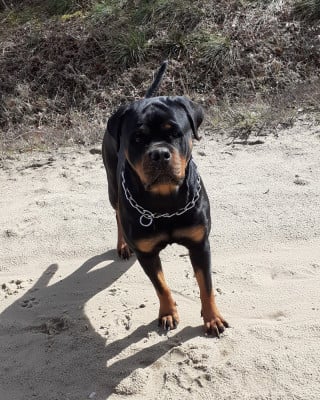 Étalon Rottweiler - Thaylys Du Temple D'Adranos