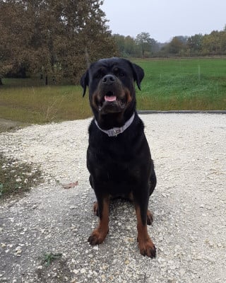 Étalon Rottweiler - Tinky Du Temple D'Adranos