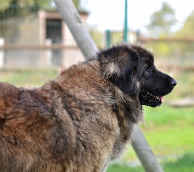 Étalon Leonberger - Shelby la petite seolane