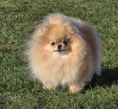 Étalon Spitz allemand - floryartpom's Elodie the secret