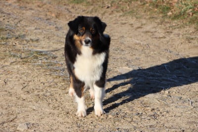 Étalon Berger Américain Miniature - Santiana daiza du Domaine de la Pachamama