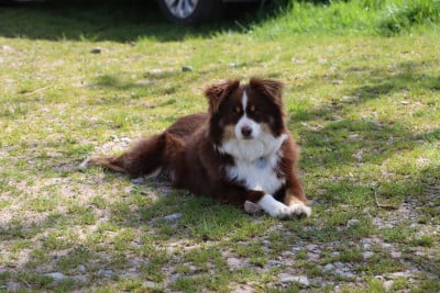 Étalon Berger Américain Miniature - Tahiti Du Domaine De Zakur