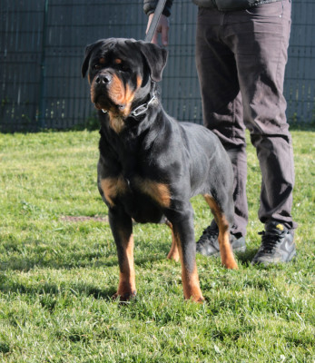 Étalon Rottweiler - Una Of Impérial Wisdom