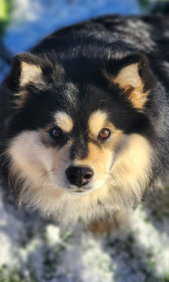 Étalon Chien finnois de Laponie - Unger games effie Du Pays Des Mille Lacs