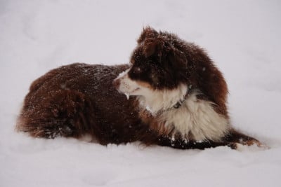 Étalon Berger Américain Miniature - Tahiti Du Domaine De Zakur