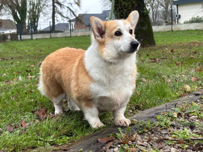 Étalon Welsh Corgi Pembroke - Upss Des Terres De Beaulieu