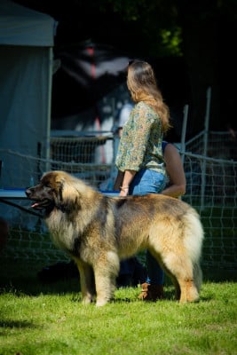 Étalon Leonberger - U'mufasa hadimalaïka Des Terres De Sigiriya