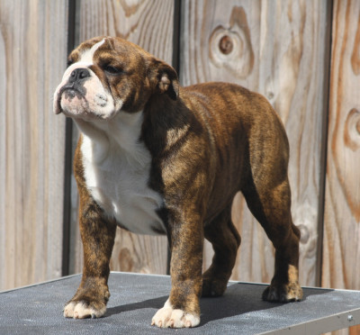 Étalon Bulldog Anglais - Utopia des bulls des hautes falaises