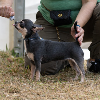 Étalon Chihuahua - U make me crazy de L'Arbre des Batailles