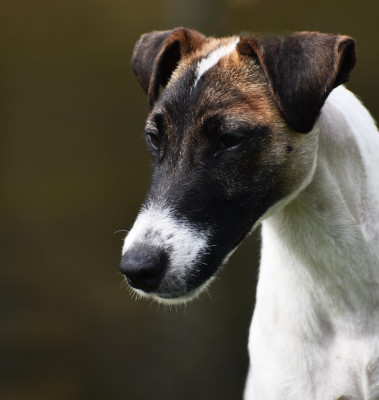 Étalon Fox Terrier Poil lisse - Fox Rebell Unique en son genre