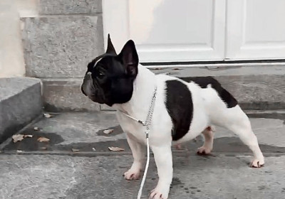 Étalon Bouledogue français - Sushumna d'Iskandar