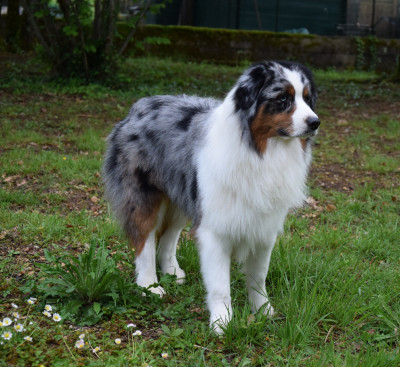 Étalon Berger Australien - Twist and shout for rainbows de la Forge Rebelle}
