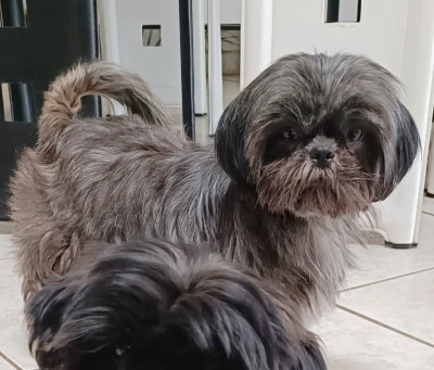 Étalon Shih Tzu - Tessie du hameau des stars