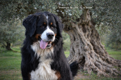 Étalon Bouvier Bernois - Une petite papillote du Domaine De Léon De La Seille