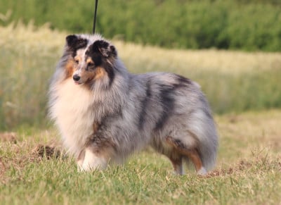 Étalon Shetland Sheepdog - Tonic magic blue De La Ria Triskela